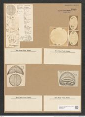 Campylodiscus thuretii Breb. (de-Toni-Nr.: Genus 57, Species 2482) Zeichnungen Sammlung Grunow Nr. 4988 (NHMW-BOT-W0373227)